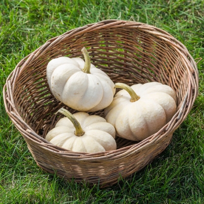 Picture of Pumpkin Baby Boo
