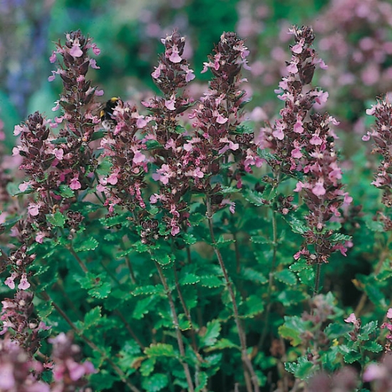 Herb Germander Wall (Teucrium Chamaedrys Wildform) | Wholesale ...