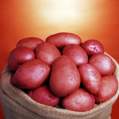 Picture of Organic Potatoes Setanta