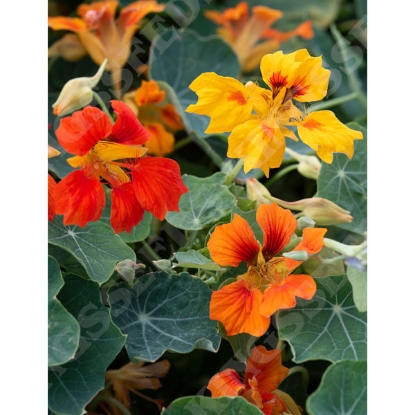 Picture of Nasturtium Arizona Mixed