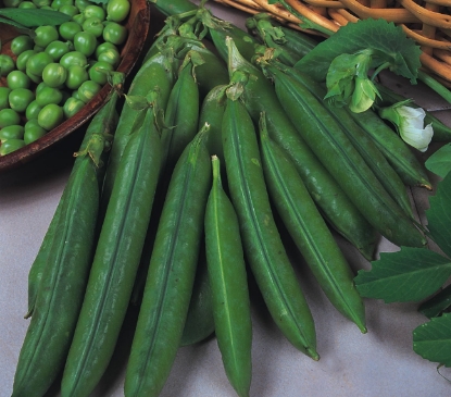 Picture of Pea Douce Provence