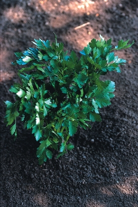 Picture of Italian Giant Parsley