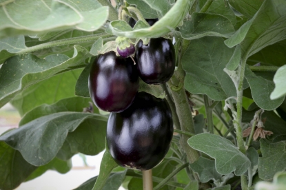 Picture of Aubergine Jackpot F1