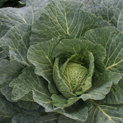 Picture of Cabbage Embassy F1