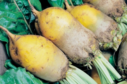 Picture of Mangel - Yellow Eckendorf (Mangelwurzel)
