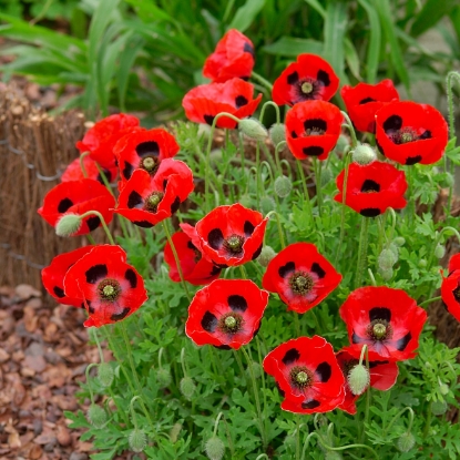 Picture of Papaver Commutatum Ladybird