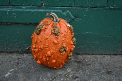 Picture of Pumpkin Goosebumps