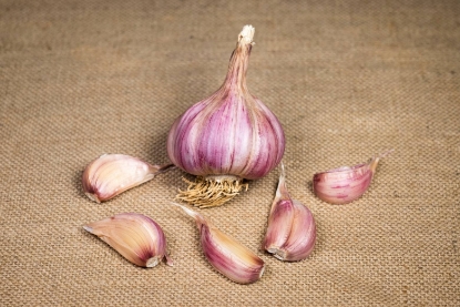 Picture of Garlic Bulbs Caulk Wight (Hardneck)