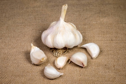 Picture of Garlic Bulbs Mersley Wight (Softneck)