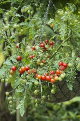 Picture of Tomato Lizzano F1