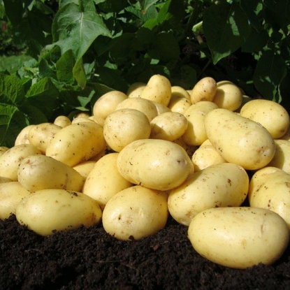 Picture of Potatoes Charlotte - Second Early / Salad
