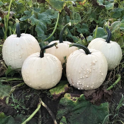 Picture of Pumpkin Specter F1