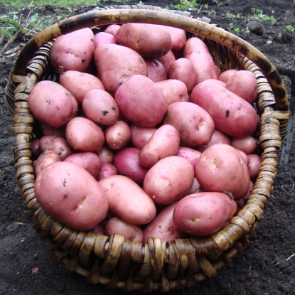 Picture of Potatoes Rooster - 8 x 2kg Nets
