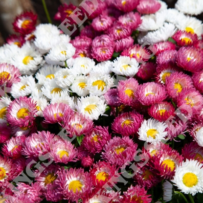 Picture of Bellis Perennis Bam Bam Mixed F1
