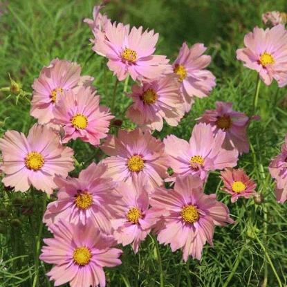 Picture of Cosmos Apricota