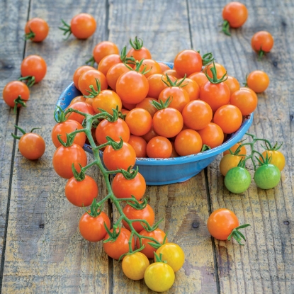 Picture of Tomato Honeycomb F1