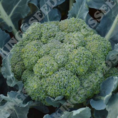 Picture of Calabrese Ramoso - Organically Grown