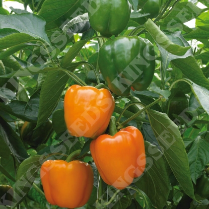Picture of Capsicum (Sweet) Delirio F1