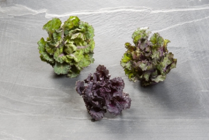 Picture of Kalettes Garden Mix F1