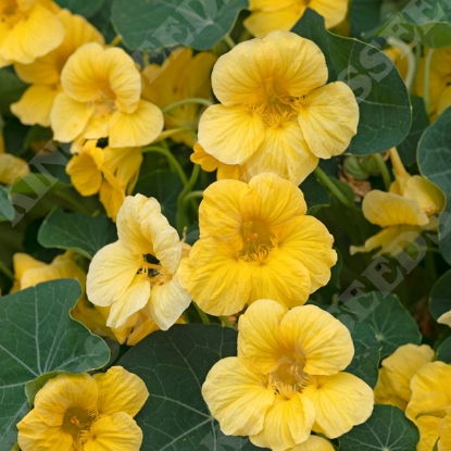 Picture of Nasturtium Minus Baby Yellow