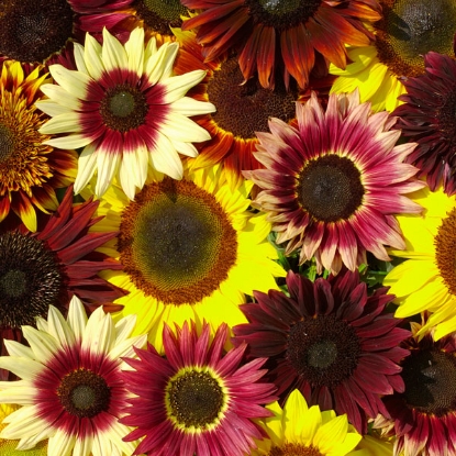 Picture of Helianthus (Sunflower) Summertime Formula Mix F1