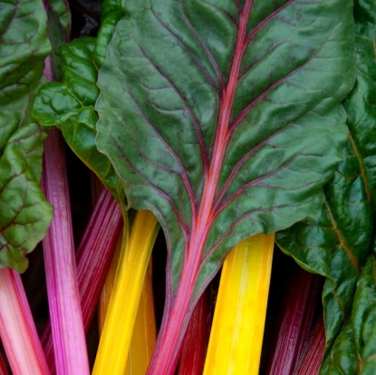 Picture of Leaf Beet Chard - Bright Lights