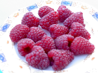 Picture of Raspberry Canes - Joan J - November 2026 Delivery