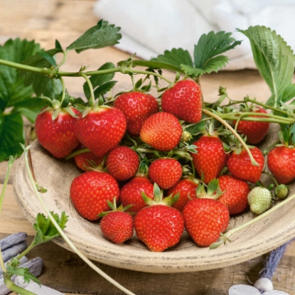 Picture of Strawberry Plants - Royal Sovereign (Early Season) - March 2026 Delivery