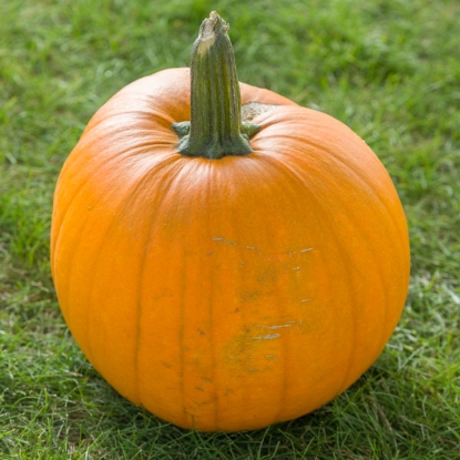 Picture of Pumpkin Early King F1