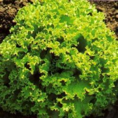 Picture of Lettuce Lollo Biondi