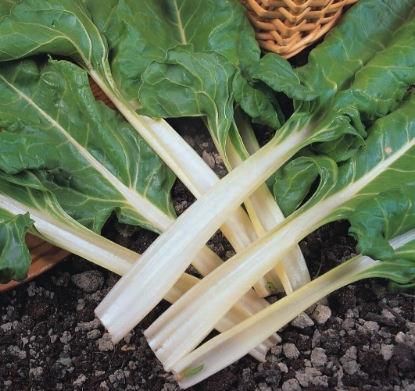 Picture of Swiss Chard Fordhook Giant