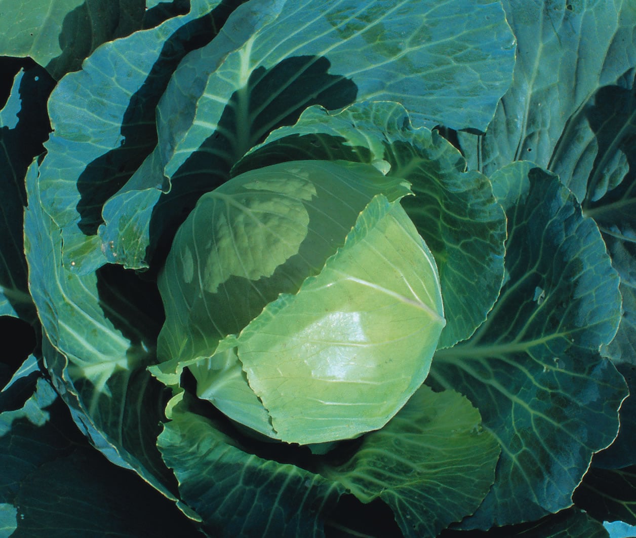 Cabbage Earliest Of All (Ewk) | Wholesale & commercial seed merchants ...