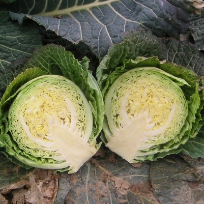 Picture of Cabbage Consulate F1