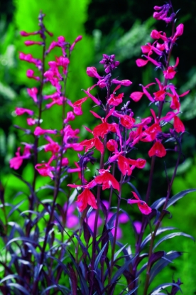 Picture of Lobelia Queen Victoria Pellets