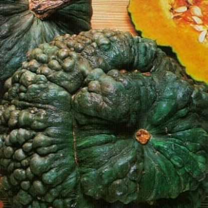 Picture of Winter Squash Marina Di Chioggia (Trailing)