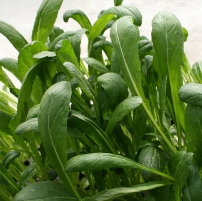Picture of Mibuna