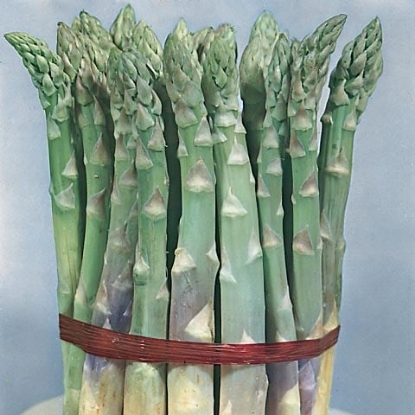 Picture of Asparagus Mary Washington