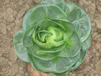 Picture of Chicory Pain De Sucre