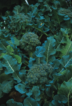 Picture of Calabrese (Broccoli) Green Sprouting