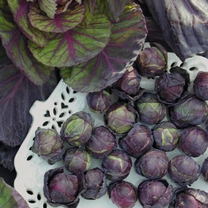 Picture of Brussels Sprout Red Ball