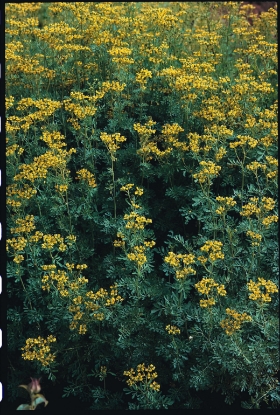 Picture of Rue