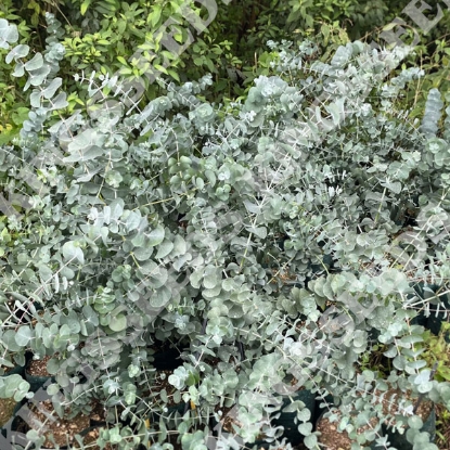 Picture of Eucalyptus Cinerea Silver Dollar