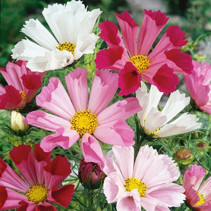 Picture of Cosmos Seashells Mixed