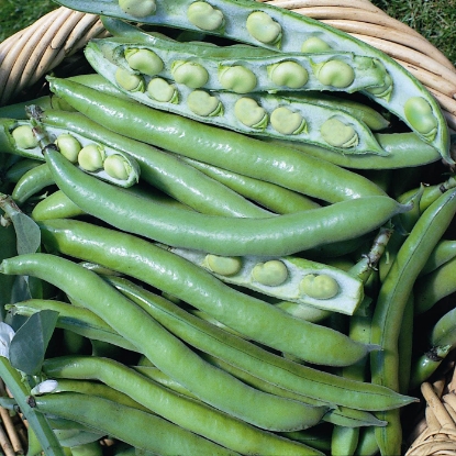 Picture of Broad Bean Bunyard's Exhibition