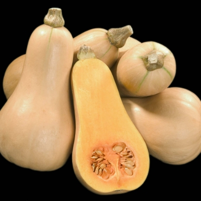 Picture of Winter Squash Butternut Hunter F1