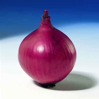Picture of Red Karmen Onion Sets - January Delivery