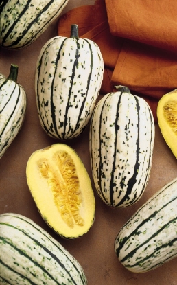 Picture of Winter Squash Delicata