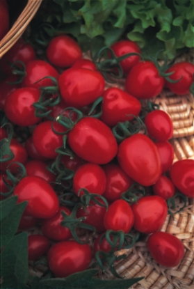 Picture of Tomato Red Alert