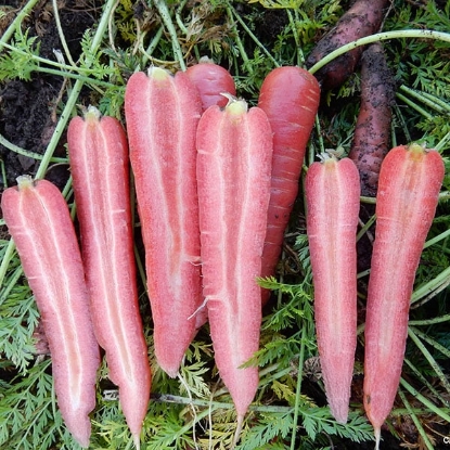 Picture of Carrot Rubyprince F1
