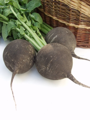 Picture of Organic Radish Black Spanish Round